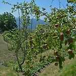 Agriturismo Monte Pu' Farm stay